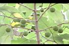 構樹-青實07.jpg