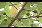 構樹-青實08.jpg