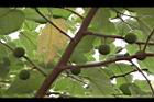 構樹-青實09.jpg