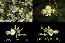 槐-花1.jpg