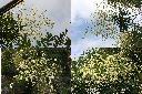 槐-花序1.jpg