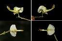槐-花蕊1.jpg