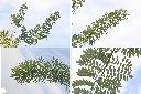 槐-葉序1.jpg