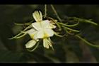 槐-花04.JPG