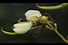 槐-花17.JPG