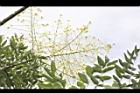 槐-花序02.JPG