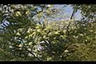 槐-花序04.JPG