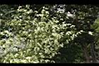 槐-花序09.JPG