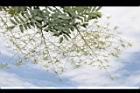 槐-花序19.JPG