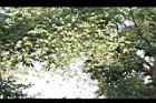 槐-花序24.JPG