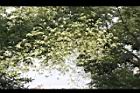 槐-花序25.JPG