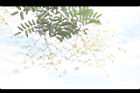槐-花序31.JPG