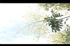 槐-花序32.JPG