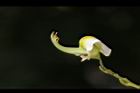 槐-花蕊00.JPG