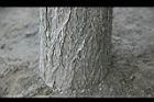 槐-莖04.JPG