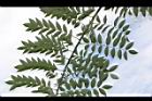 槐-葉序10.JPG