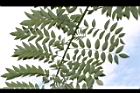 槐-葉序12.JPG