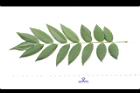 槐-葉正06.JPG