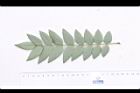 槐-葉背00.JPG