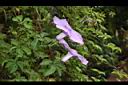 槭葉牽牛-花00.JPG