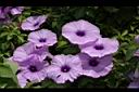 槭葉牽牛-花04.JPG