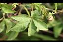 槭葉牽牛-青實02.jpg