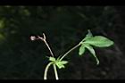 槭葉牽牛-實01.JPG