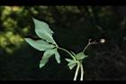 槭葉牽牛-實03.JPG