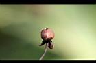 槭葉牽牛-實11.jpg