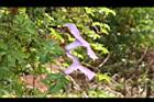 槭葉牽牛-花01.JPG