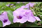 槭葉牽牛-花14.JPG