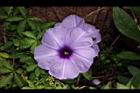 槭葉牽牛-花16.JPG