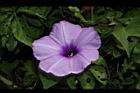 槭葉牽牛-花19.JPG
