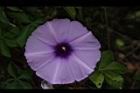 槭葉牽牛-花23.JPG