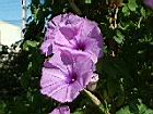 槭葉牽牛-花28.JPG