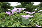 槭葉牽牛-花43.JPG