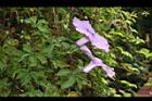 槭葉牽牛-花44.JPG