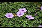 槭葉牽牛-花48.JPG