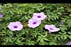 槭葉牽牛-花49.JPG