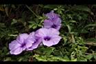槭葉牽牛-花50.JPG