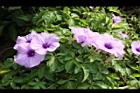 槭葉牽牛-花51.JPG