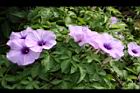 槭葉牽牛-花52.JPG