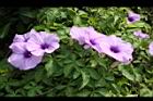 槭葉牽牛-花53.JPG