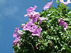 槭葉牽牛-花55.JPG