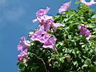 槭葉牽牛-花56.jpg