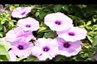 槭葉牽牛-花57.JPG