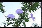 槭葉牽牛-花64.JPG