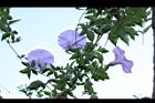 槭葉牽牛-花65.JPG