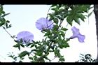槭葉牽牛-花66.JPG