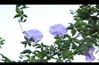 槭葉牽牛-花67.JPG